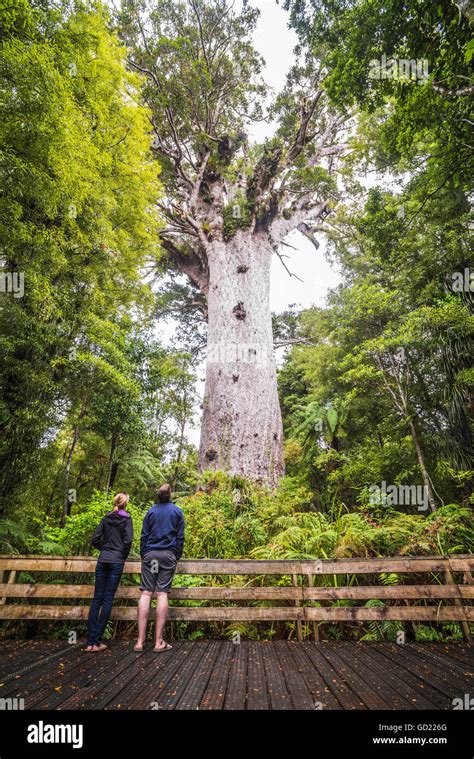 Tourists At Tane Mahuta The Largest Kauri Tree In New Zealand At