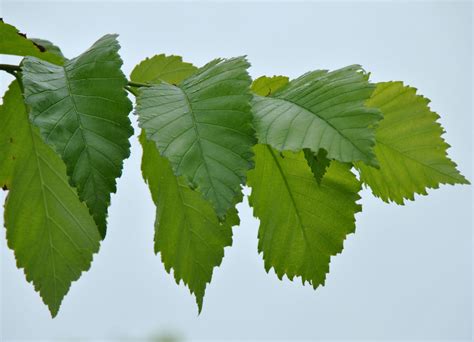 Ulmus Americana Valley Forge Ulmus Americana Valley Forge Van