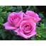 Roses  Photo 29851103 Fanpop