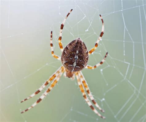 The 12 Most Common Spiders Found In Ukraine 2022 Bird Watching Hq