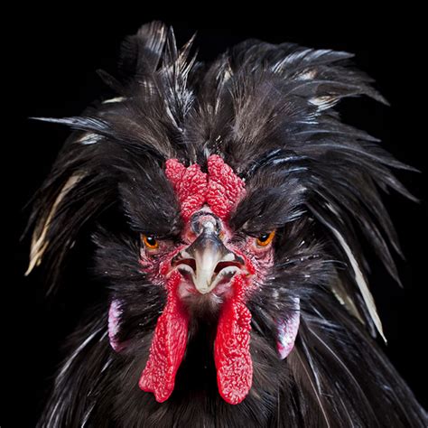 Malaysian Chicken Beauty Pageants Photographed By Ernest Goh