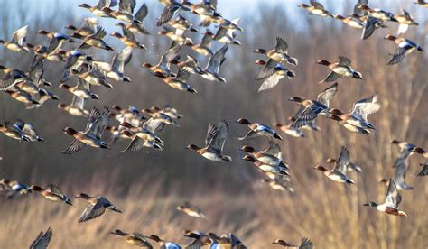 Saskatchewan Where The Waterfowl Migration Begins Outdoorhub