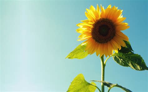 Sunflower Full Hd Desktop Wallpapers 1080p