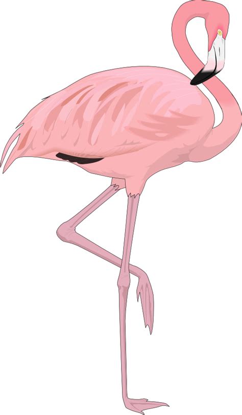 Cartoon Flamingo Png Clipart Best