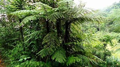 Sinharaja Forest Rain Plants Sri Lanka Srilankaview