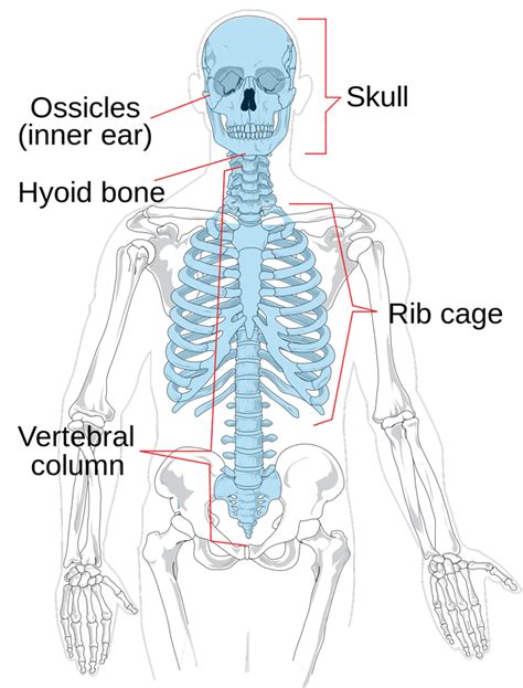 OsteologÍa Mapa Mental