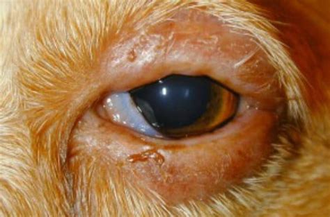 Scabs In Nose Treatment Dog Breeds Picture