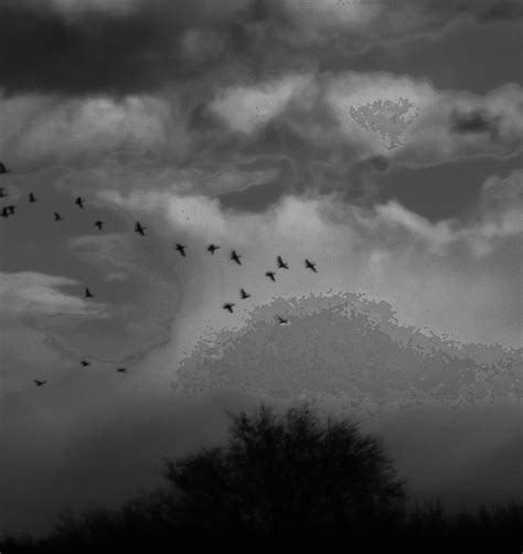 Birds In A Storm By Sharphotography On Deviantart