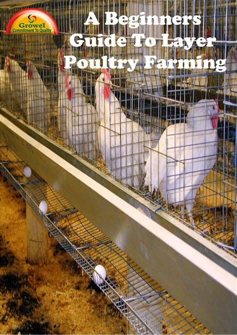 A Begineers Guide To Poultry Layer Farming