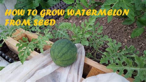 How To Grow Watermelon From Seed Youtube