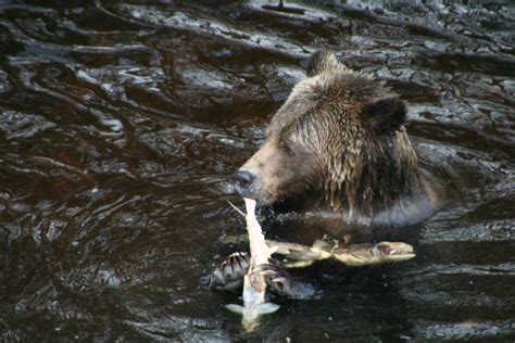 Hungry Grizzly Bear Grizzly Bear Tours And Whale Watching Knight Inlet