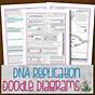 Dna Replication Worksheet 21 Answers
