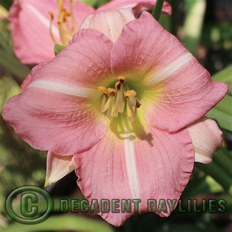 Becky Lynn Decadent Daylilies Australia