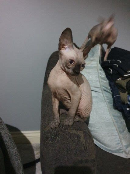 Sphynx Cats For Sale Seattle Wa 299403 Petzlover