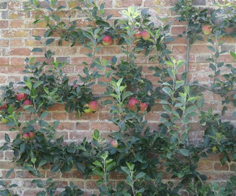 Pruning Espalier Apple Trees How And When To Do It