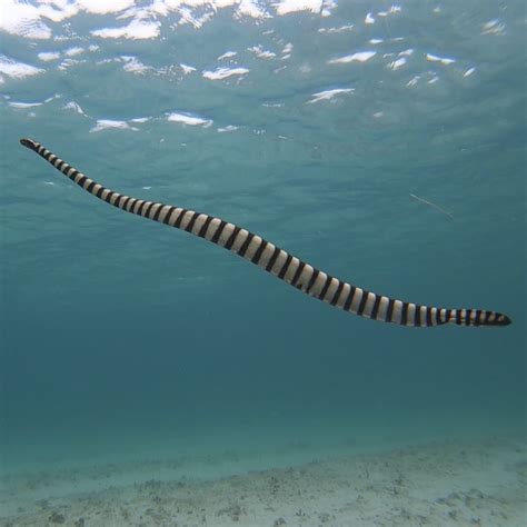 Top 167 Imagenes De Serpientes De Mar Destinomexicomx