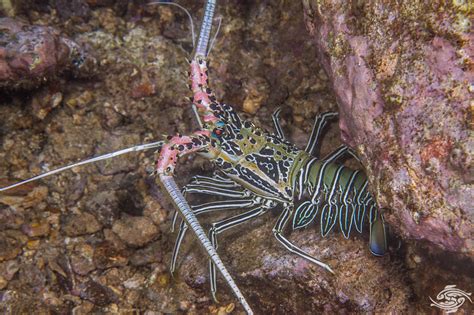 Painted Spiny Lobster Facts And Photographs Seaunseen