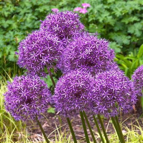 Allium Purple Sensation X10 Yorkshire Flower Farm