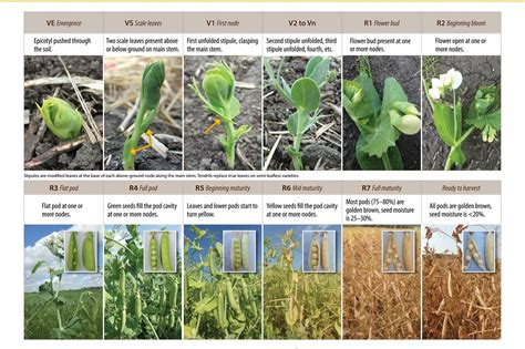 Field Pea Growth Staging Guide Manitoba Pulse And Soybean Growers
