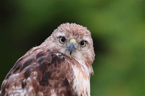 Juvenile Western Red Tailed Hawk Rpics