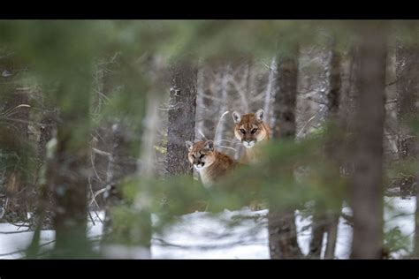 Frances Frost Remembered 20 Years After Fatal Cougar Attack In Banff