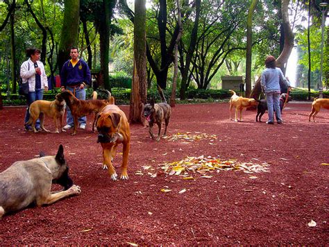 Conoce Los Parques Con áreas Exclusivas Para Perros En La Ciudad