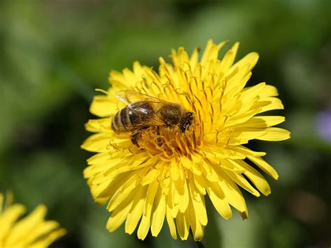 We did not find results for: Fotoserie: Bienenfreundliche Pflanzen - ökoLeo Umwelt- und ...