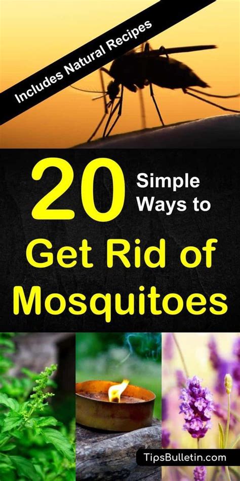 How To Get Rid Of Mosquitos In Your Yard According To An Expert Decoomo