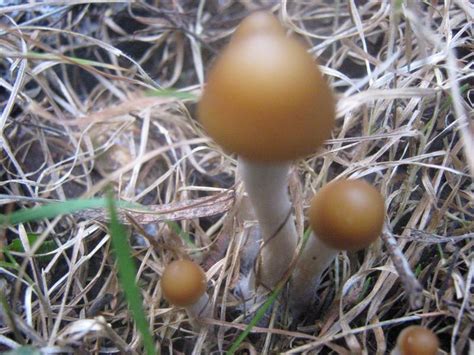 Nsw Shroom Season 2009 Mushroom Hunting And Identification