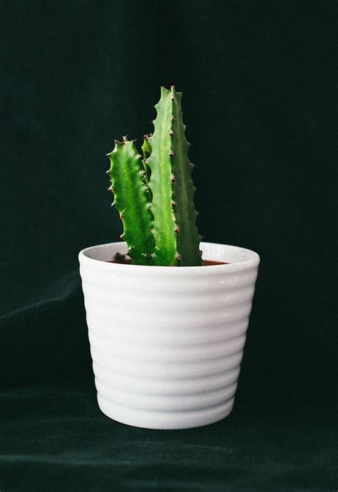 Hd Wallpaper Photo Of Green Cactus Plant And White Pot Cactus Plant