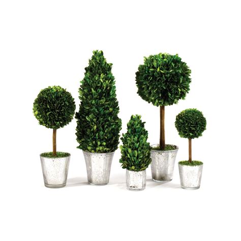 Sculptural Boxwood Topiaries In Mercury Glass Boxwood Topiary
