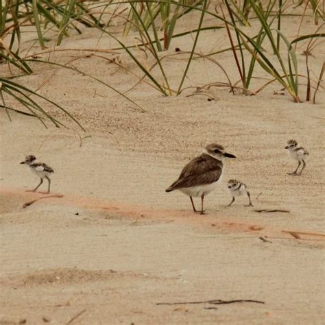 Share The Shore Nesting Shorebird Season Begins On Bald Head Island