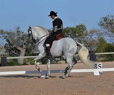 Dressage Horses School Animals Animales Animaux Animal Animais