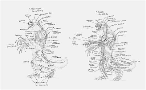 Honey Badger Hybrid Skeletal And Muscle Anatomy By Rob Powell On Deviantart