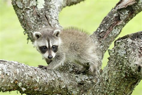 Raccoon Climbing Tree Photograph By David Kenny Pixels