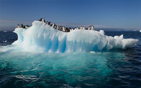 Penguins Iceberg Ice Sea Wallpapers Hd Desktop And Mobile Backgrounds