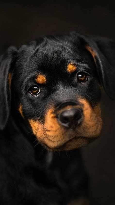 Find rottweiler puppies and breeders in your area and helpful rottweiler information. Rottweiler PUPPY wallpaper by hende09 - 81 - Free on ZEDGE™
