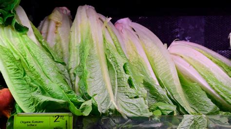 Salinas Calif Romaine Lettuce Linked To More Illnesses Cdc Says