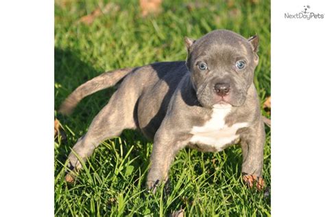 Therefore, it is not strange usually, the people are more interesting white tiger stripe pitbull puppies. American Pit Bull Terrier puppy for sale near Los Angeles ...