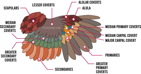Chicken Feathers Guide Chicken Fans