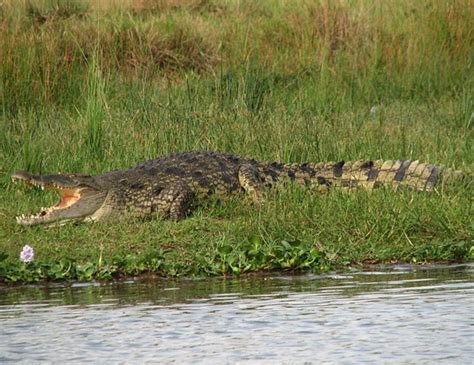 Nile Crocodile Life Expectancy