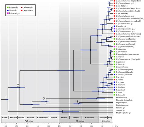 Time Calibrated Phylogeny Of 38 Notostracan Species And Seven