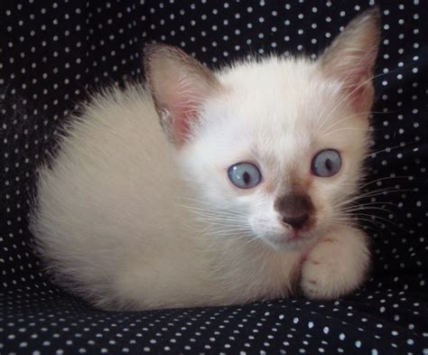 Albino Burmesische Kitten Kostenloses Stock Bild Public Domain Pictures