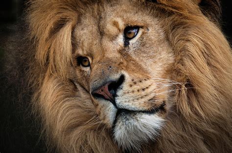 Leo Male Lion Head Angled Close Up By Ruth Bourne Lrps