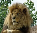 Asiatic Lion (Panthera Leo Persica), Colchester Zoo | Flickr - Photo ...