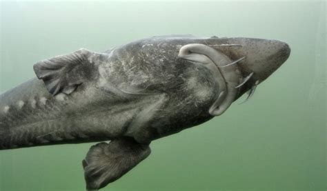 Beluga Sturgeon Facts And Information Guide American Oceans