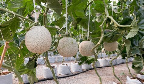 How To Grow Melons Horticulture Magazine