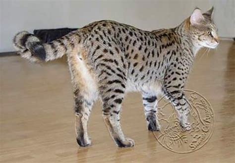 F1 F2 F3 Explained For Savannah Cats