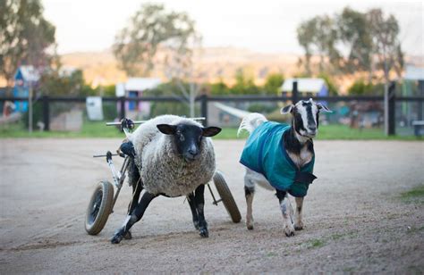 Edgars Mission Farm Animal Sanctuary Adds Tiny House Guest