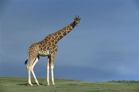 Rothschild Giraffe By San Diego Zoo